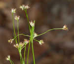 Bulbous woodrush